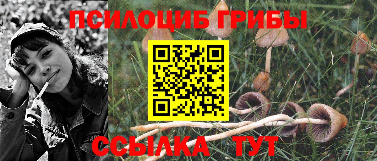 Псилоцибиновые грибы Psilocybe  Вход с VPN  Ачинск 